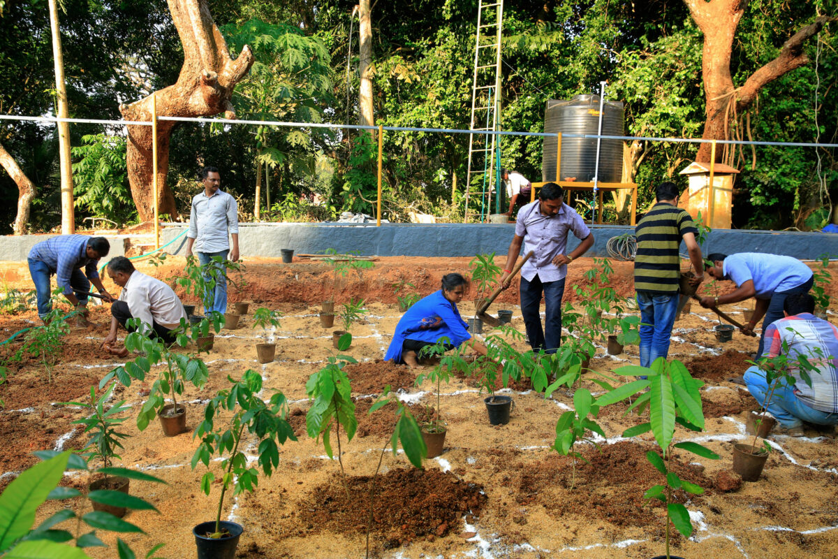 Forest planting in India using the Miyawaki method (credit: BemanHerish via Wikimedia Commons)