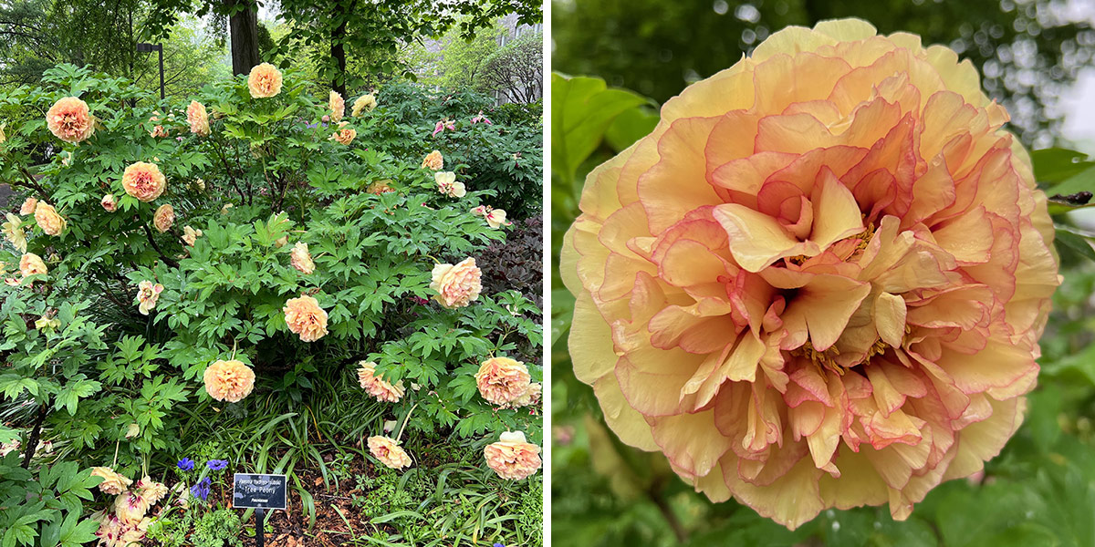 woody peony with peach colored flowers