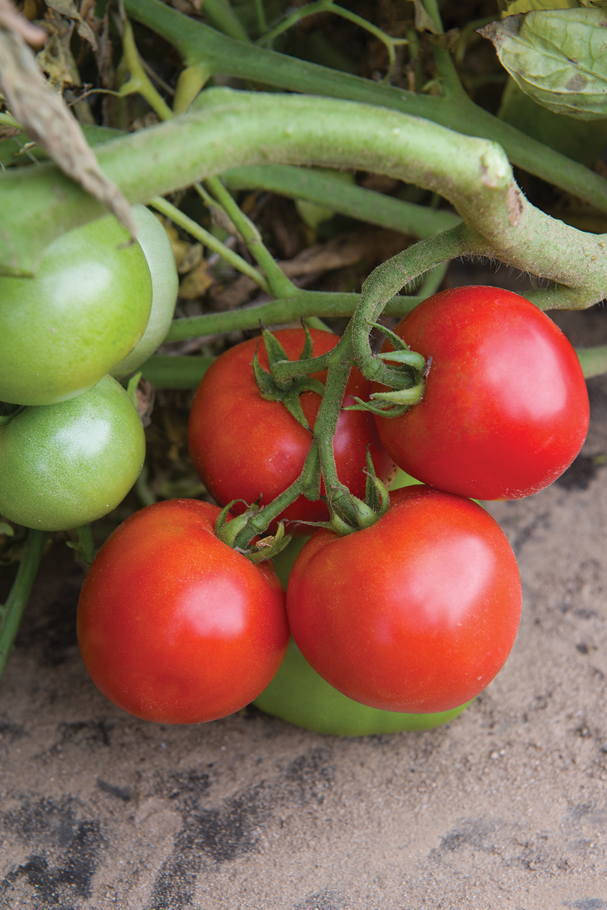 ‘Defiant PhR’ tomato (photo: Johnny’s Selected Seeds)