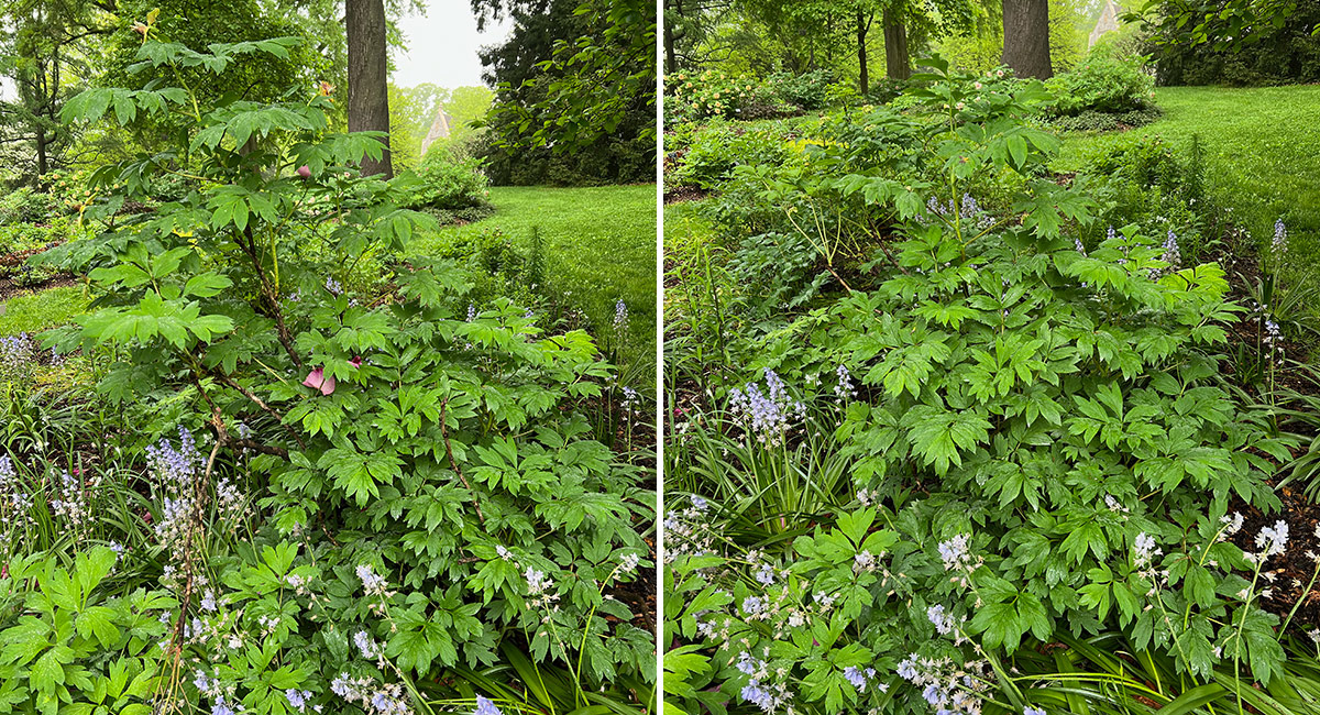 before and after pruning woody peony