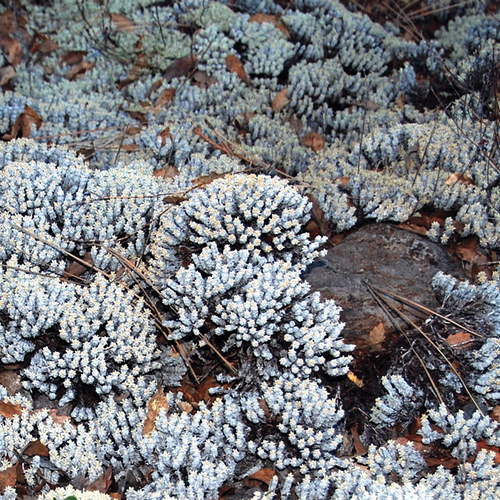 Wright’s buckwheat 
