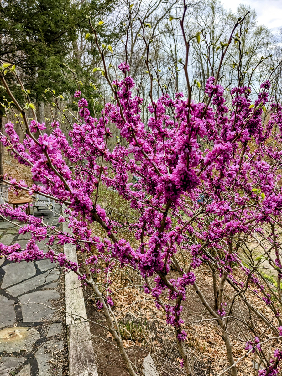 ‘Don Egolf’ Chinese redbud
