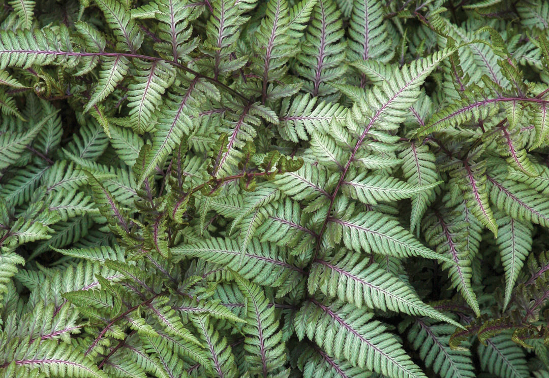 Japanese painted fern