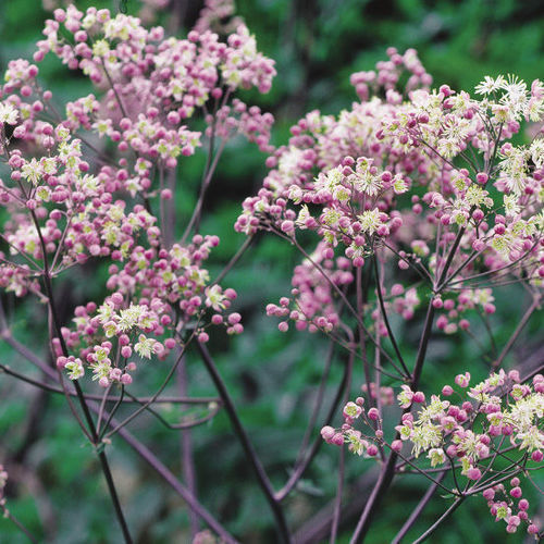 Meadow Rues