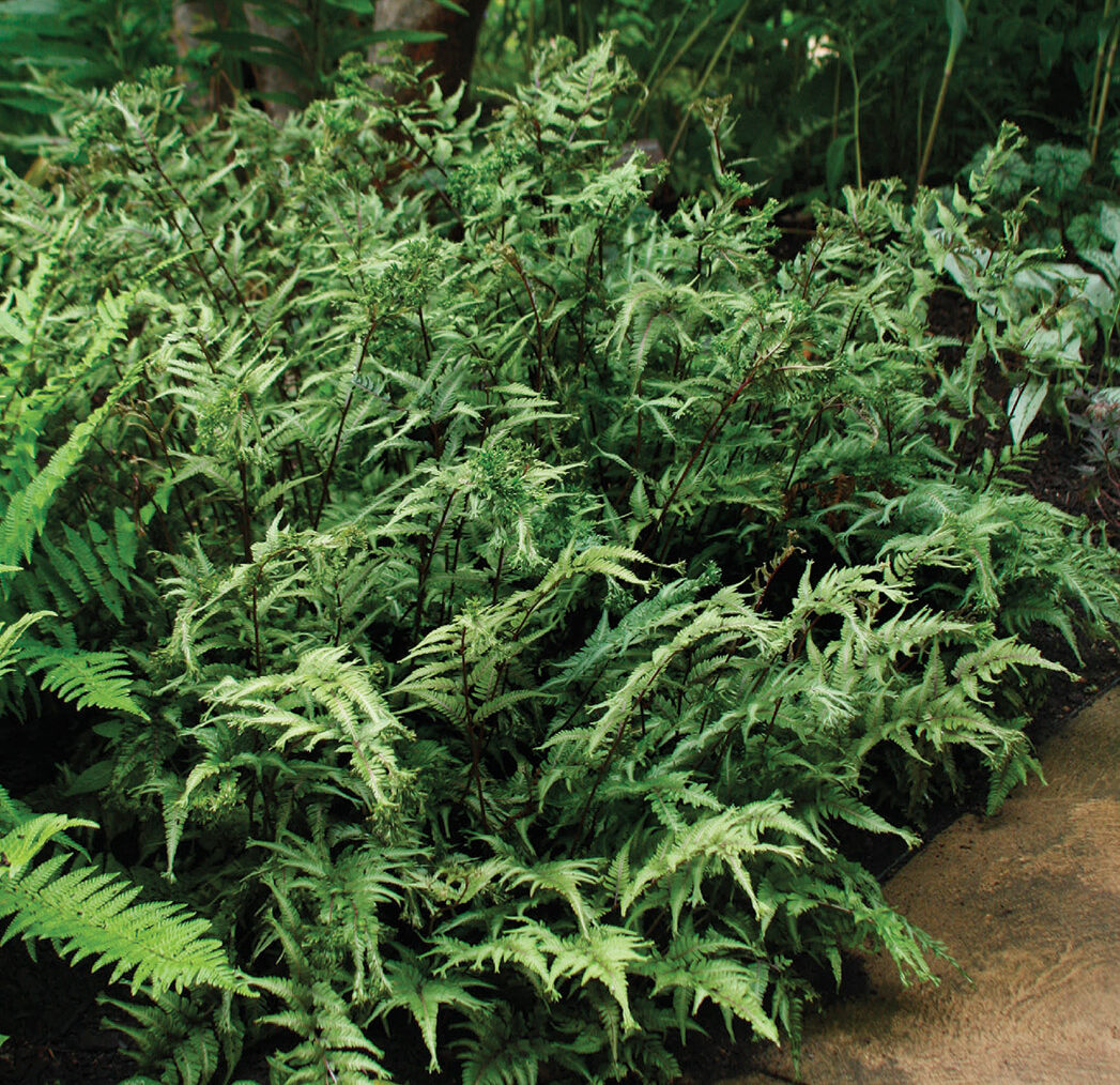 Apple Court Japanese painted fern
