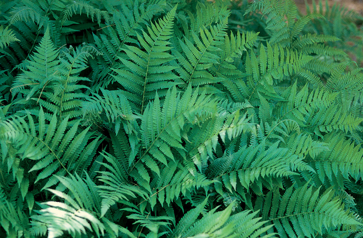 Common lady fern
