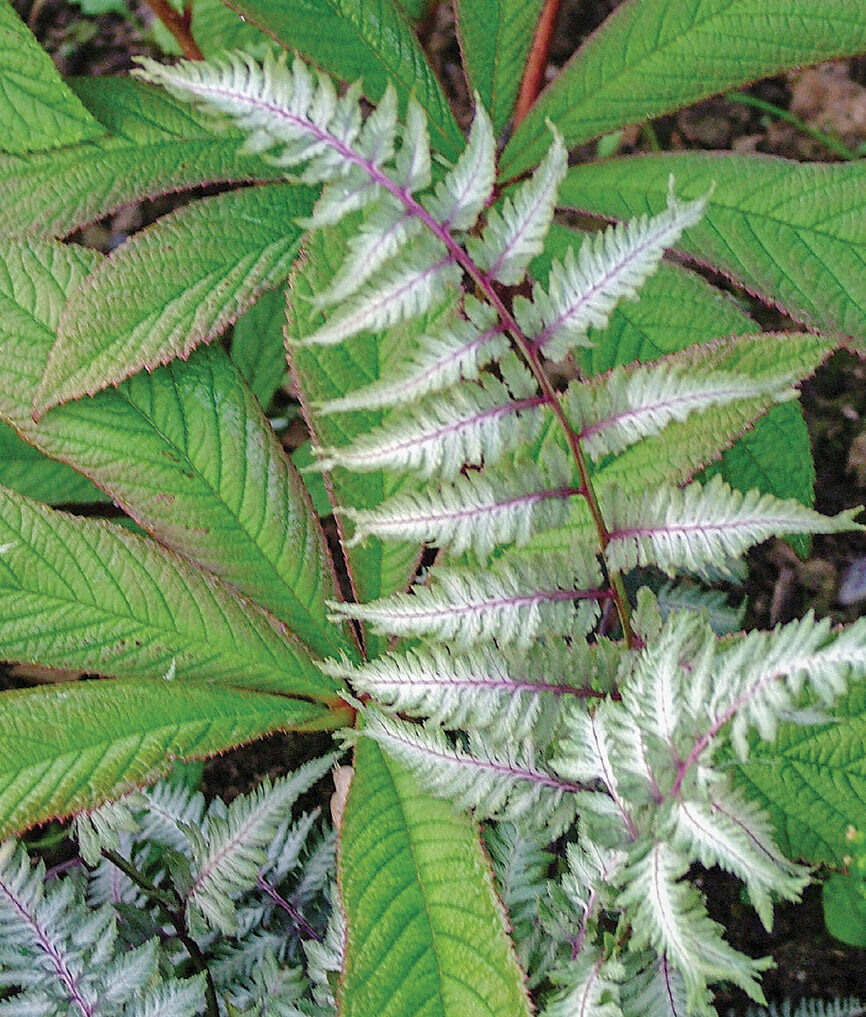 Pewter Lace Japanese painted fern