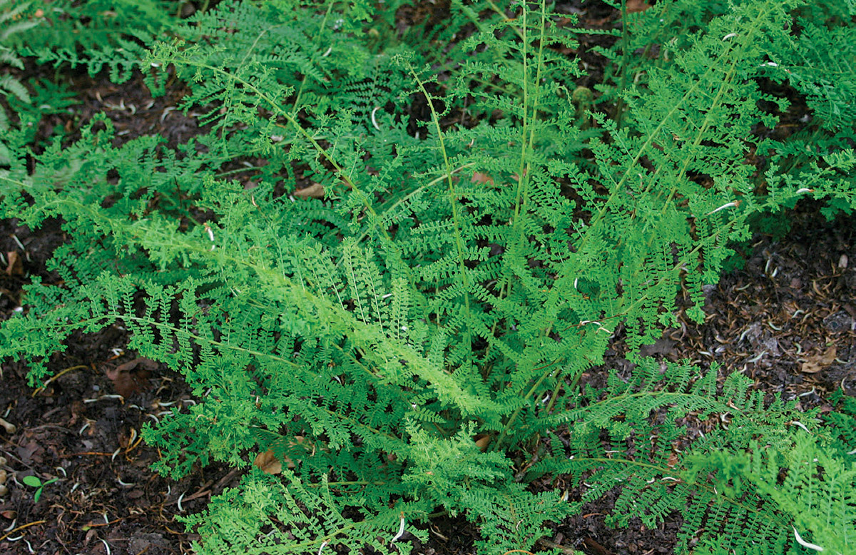 Encourage lady fern