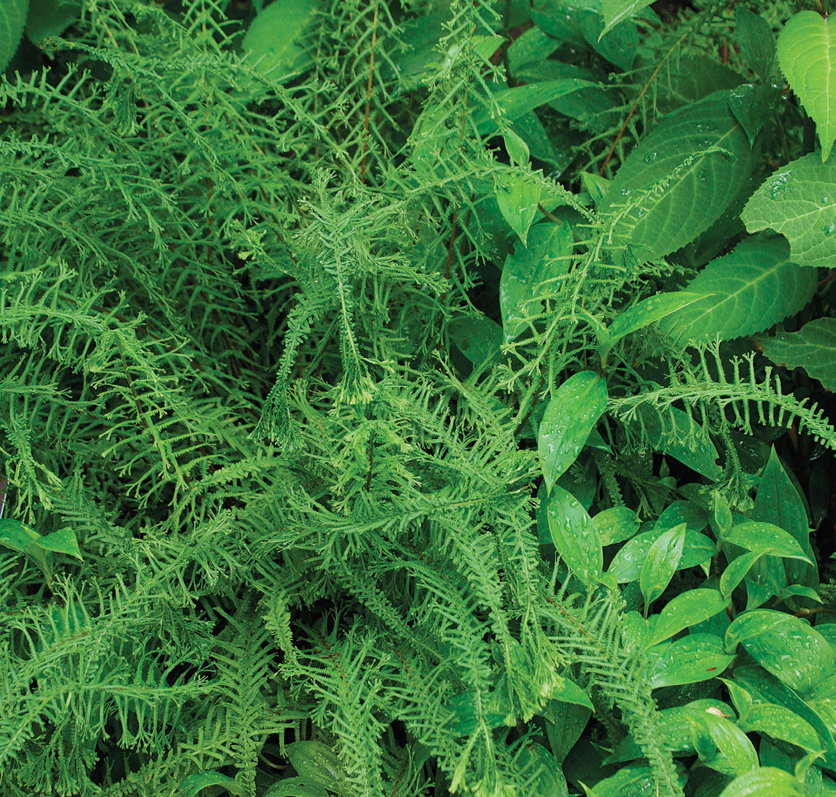 Victoriae lady fern