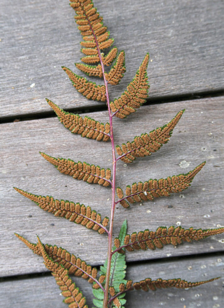 fern spores