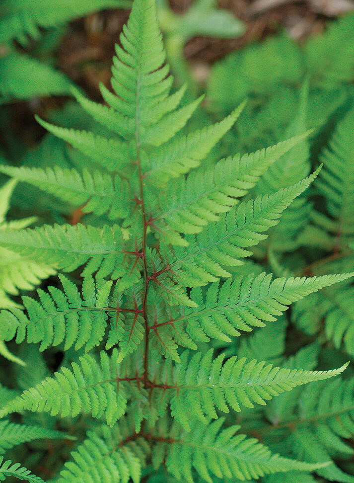 Branford Rambler fern