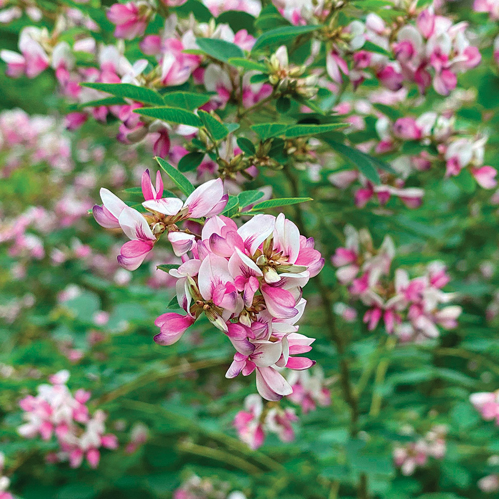 Candy Girl shrub bush clover