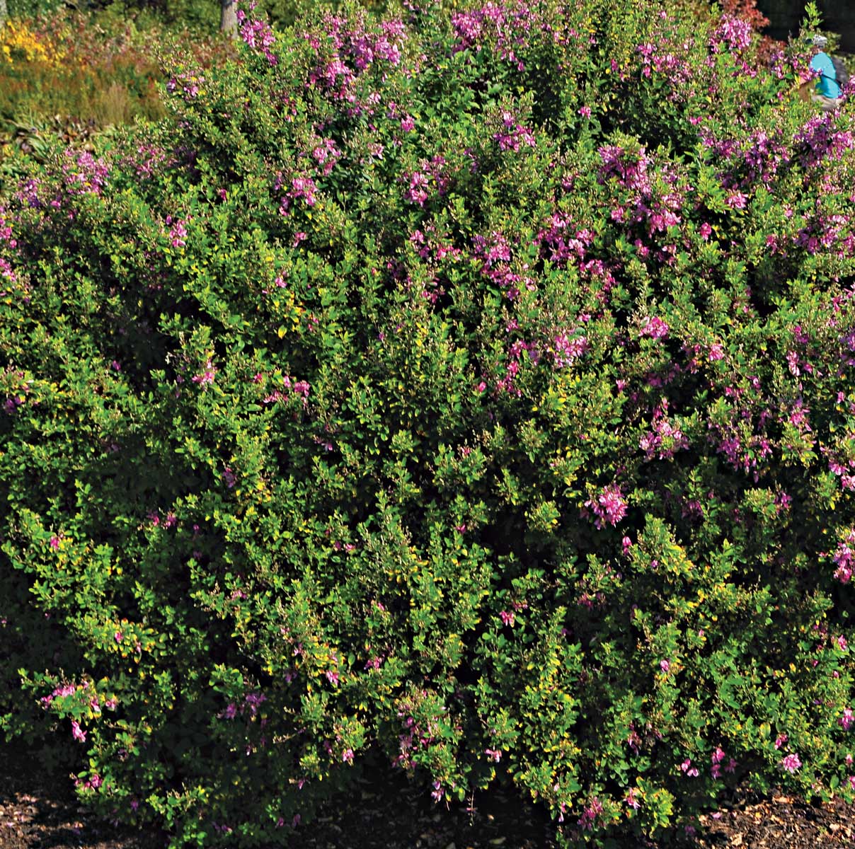 ‘Pink Cascade’ Thunberg bush clover