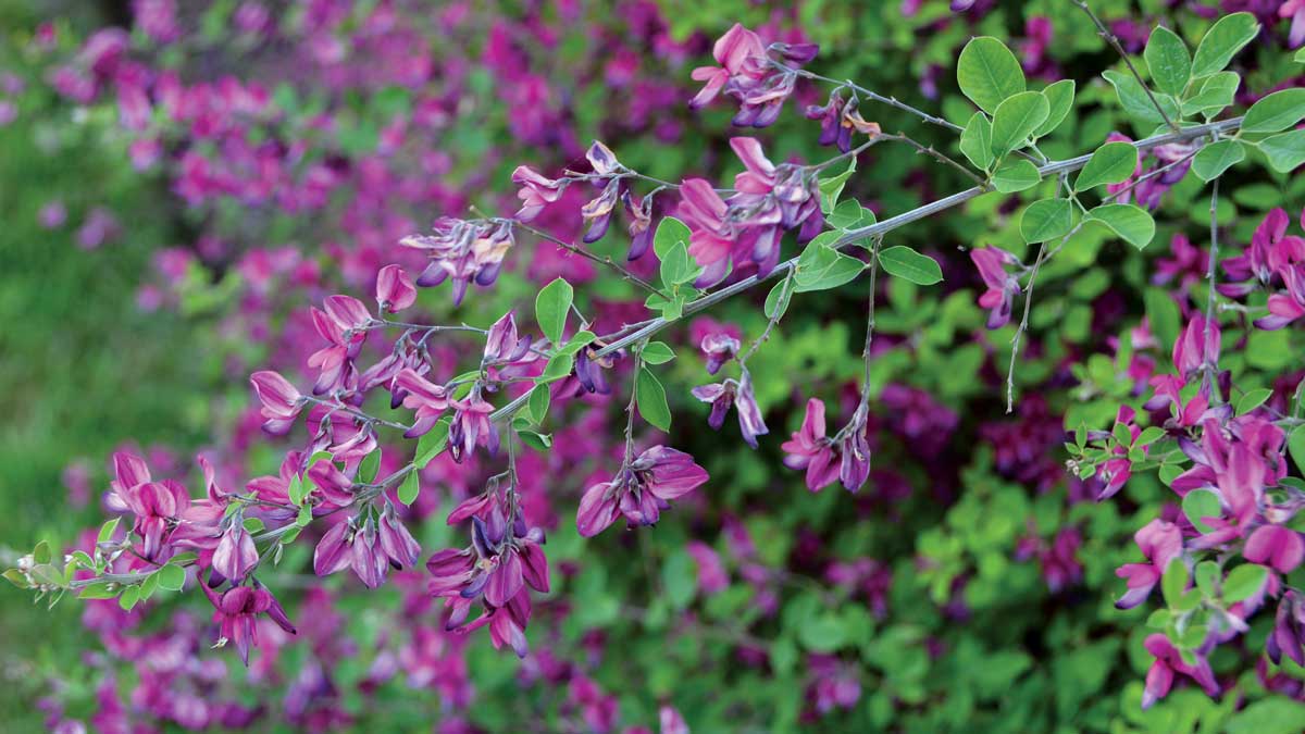 ‘Samidare’ Thunberg bush clover