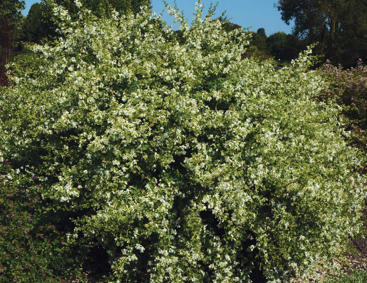 ‘White Fountain’ Thunberg bush clover