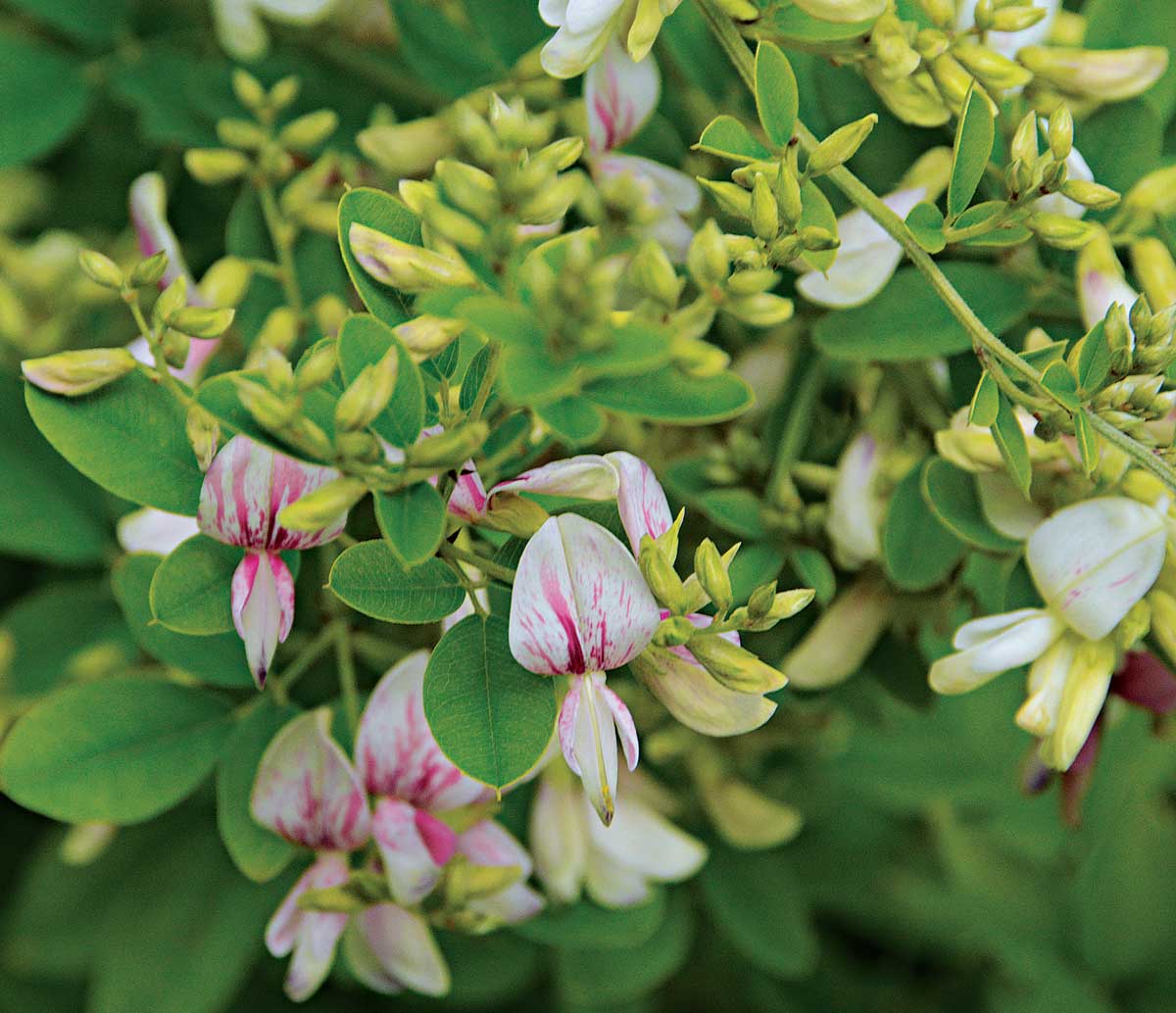 ‘Gempei’ Thunberg bush clover
