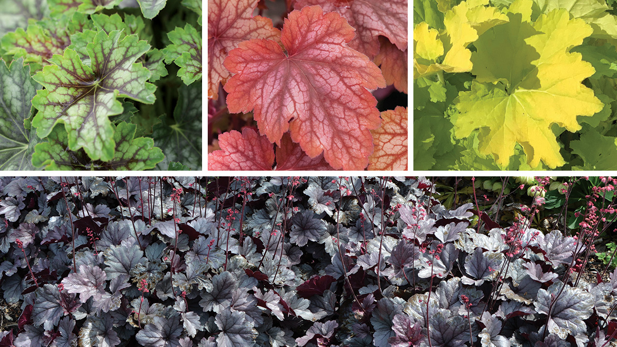 new heucheras