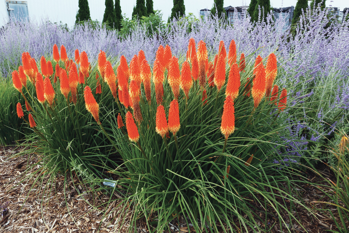 'Joker's Wild' red hot poker