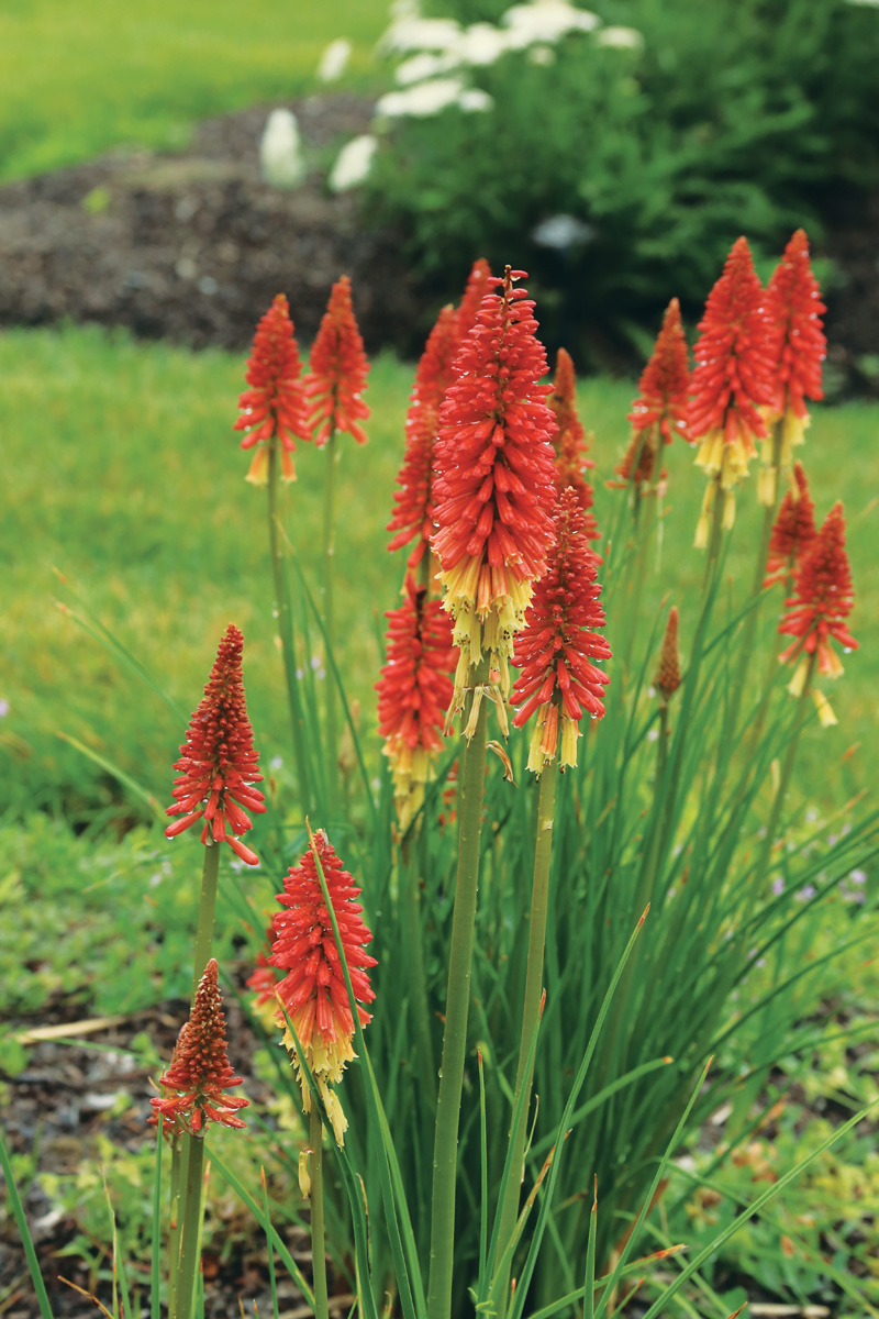 'Rocket's Red Glare' red hot poker