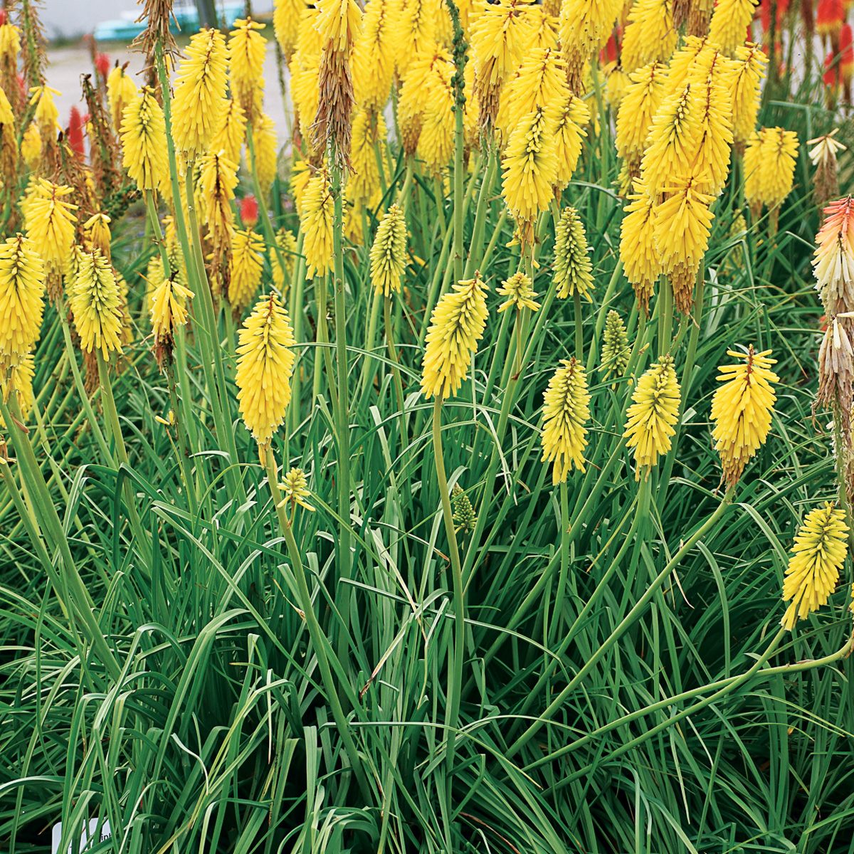 'Gold Rush' red hot poker