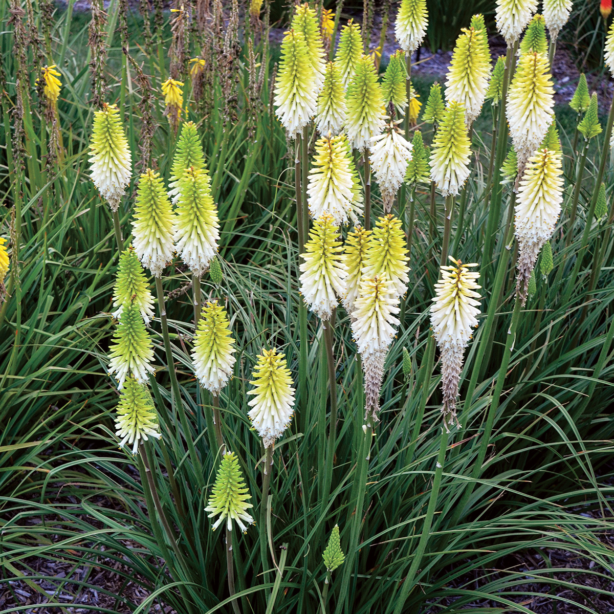 'Lady Luck' red hot poker