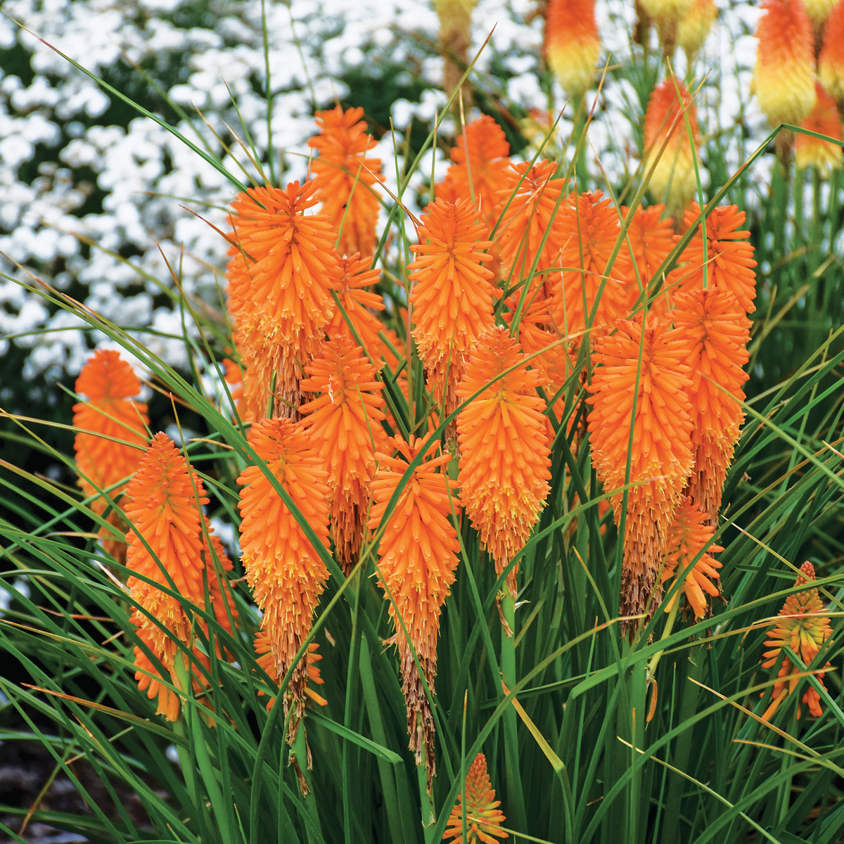 'Orange Blaze' red hot poker