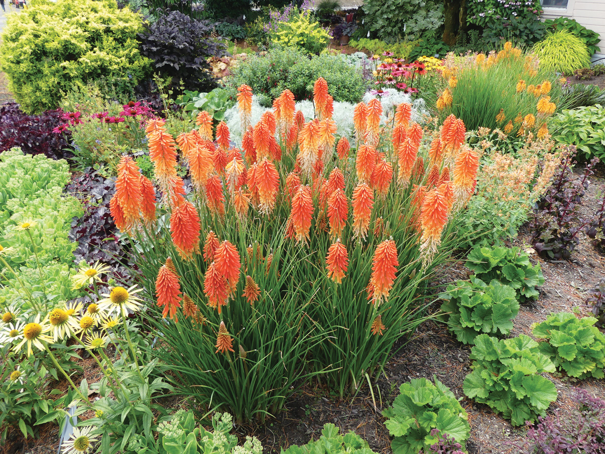 'Sunset' red hot poker
