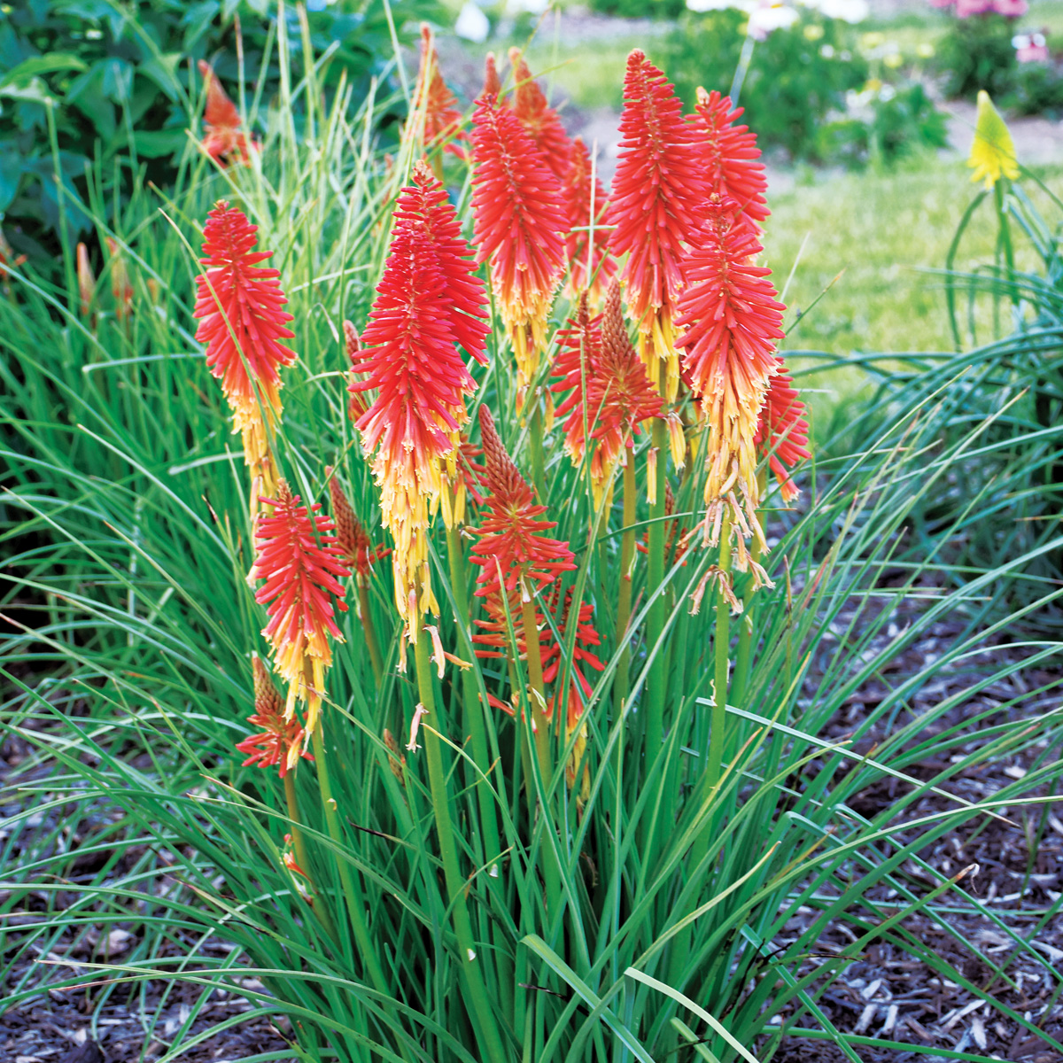 ‘Red Roulette’ red hot poker