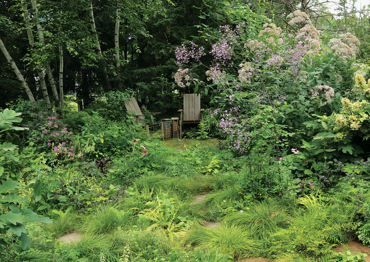 matrix planting of sedges surrounded by shrubs and birch trees