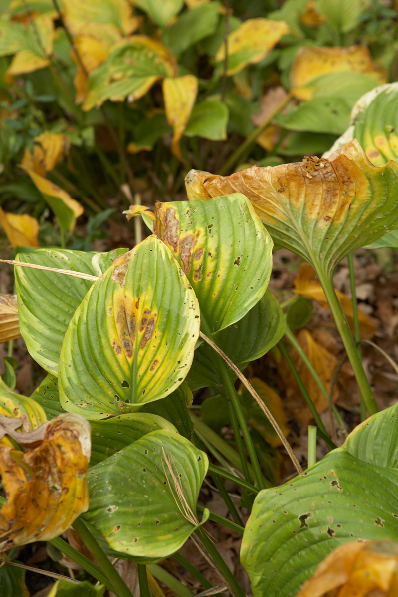 yellow or brown leaves on a hosta indicate that it is getting too much direct sun
