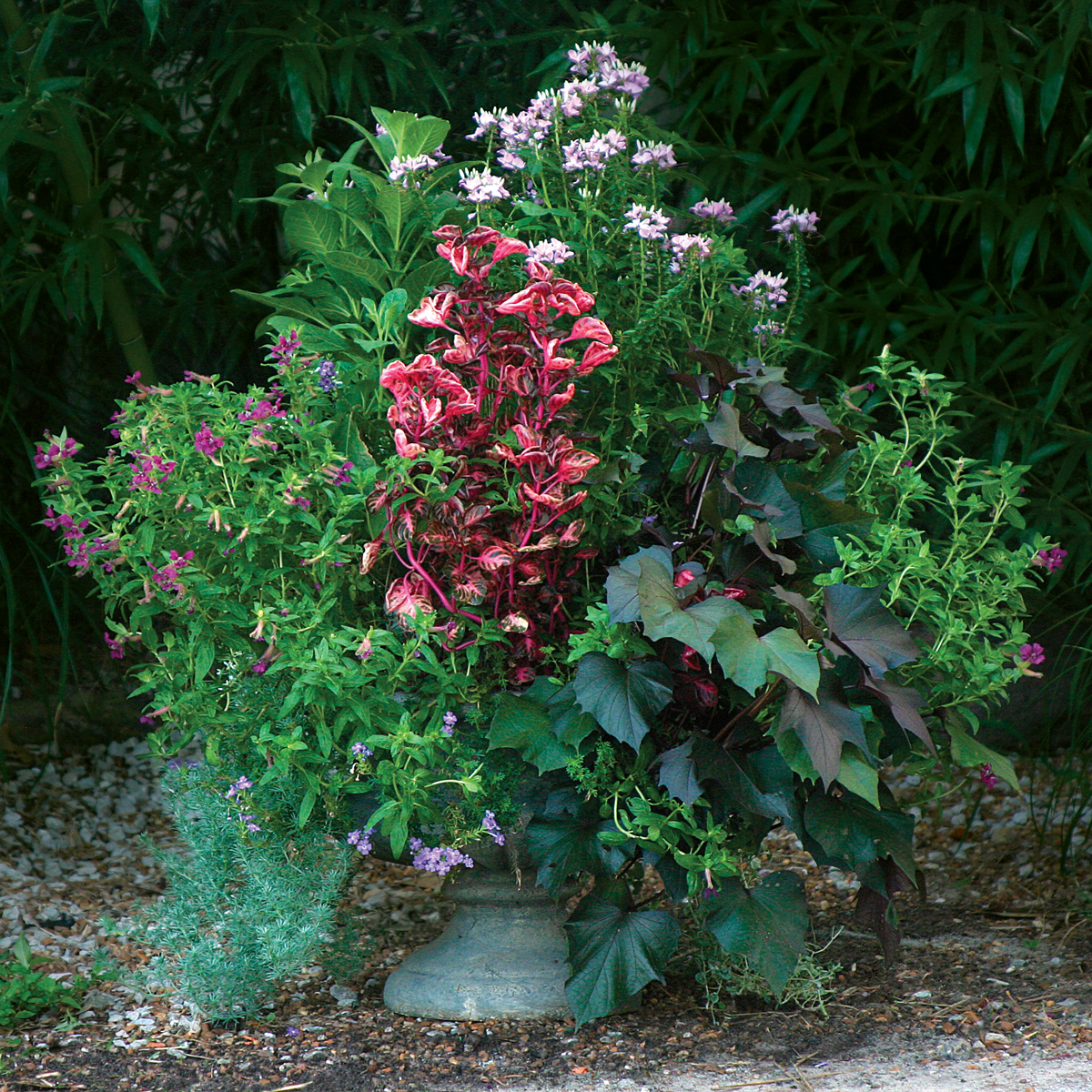 summer flowers plant container