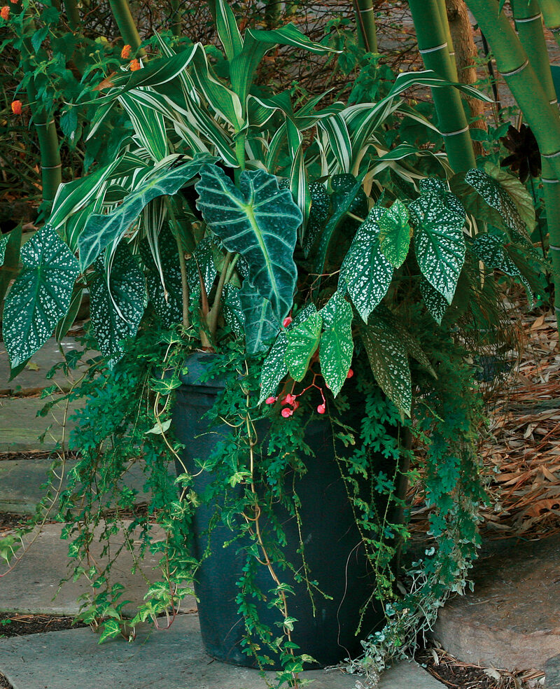 variegated corn and peacock moss plant container