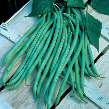 Fortex French Filet Bean