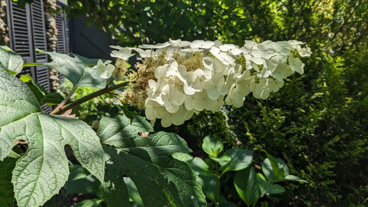 Gatsby Gal® oakleaf hydrangea
