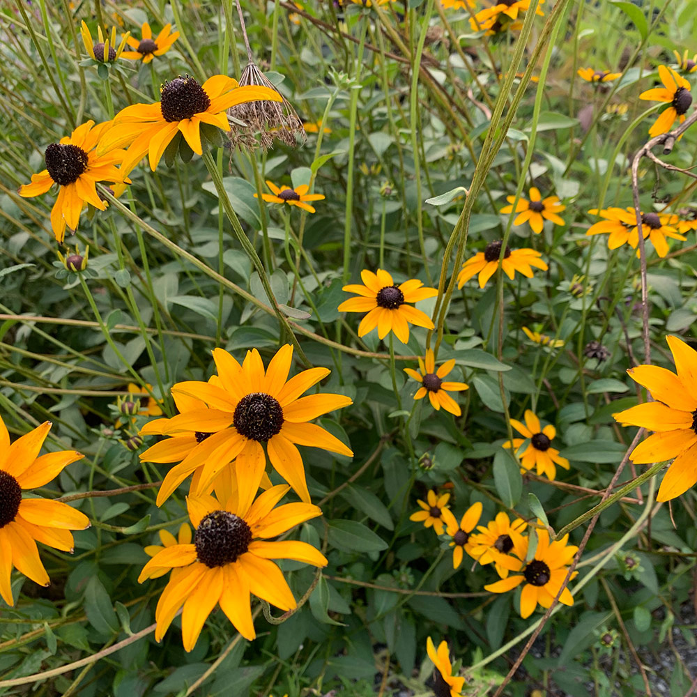 Goldsturm black-eyed Susan