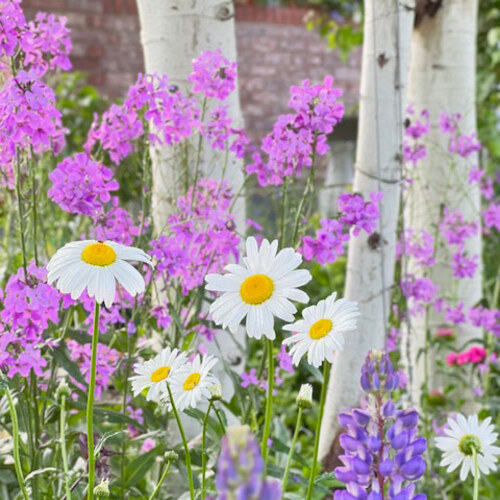 daisies and dames rocket with paper birch