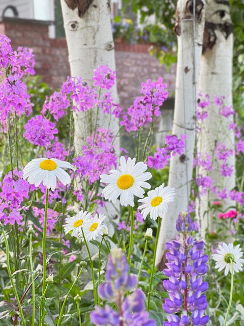 daisies and dames rocket with paper birch