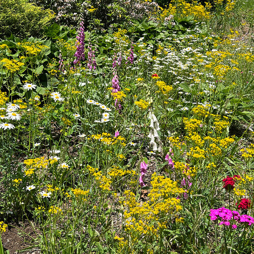 sloped garden bed full of wildflowers