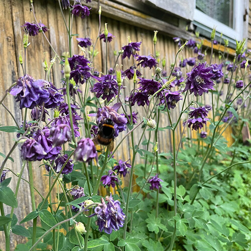 Columbine Blue Barlow