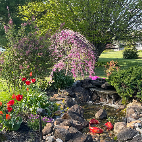 garden creak water feature surrounded by plants