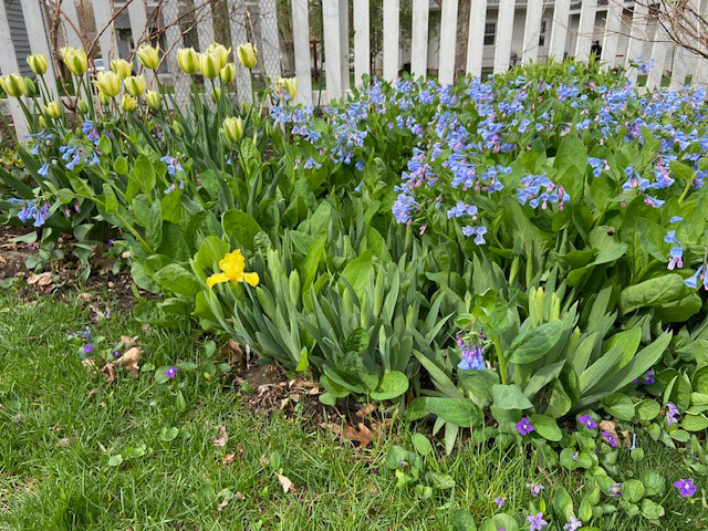 yellow tulips next to Virginia bluebells