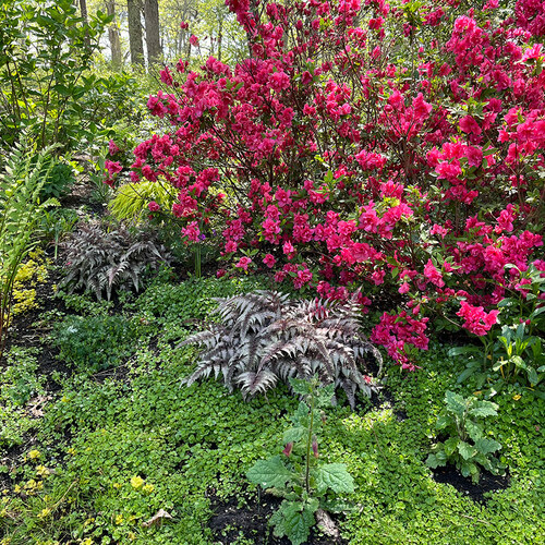 woodland garden with flowering shrub and ferns