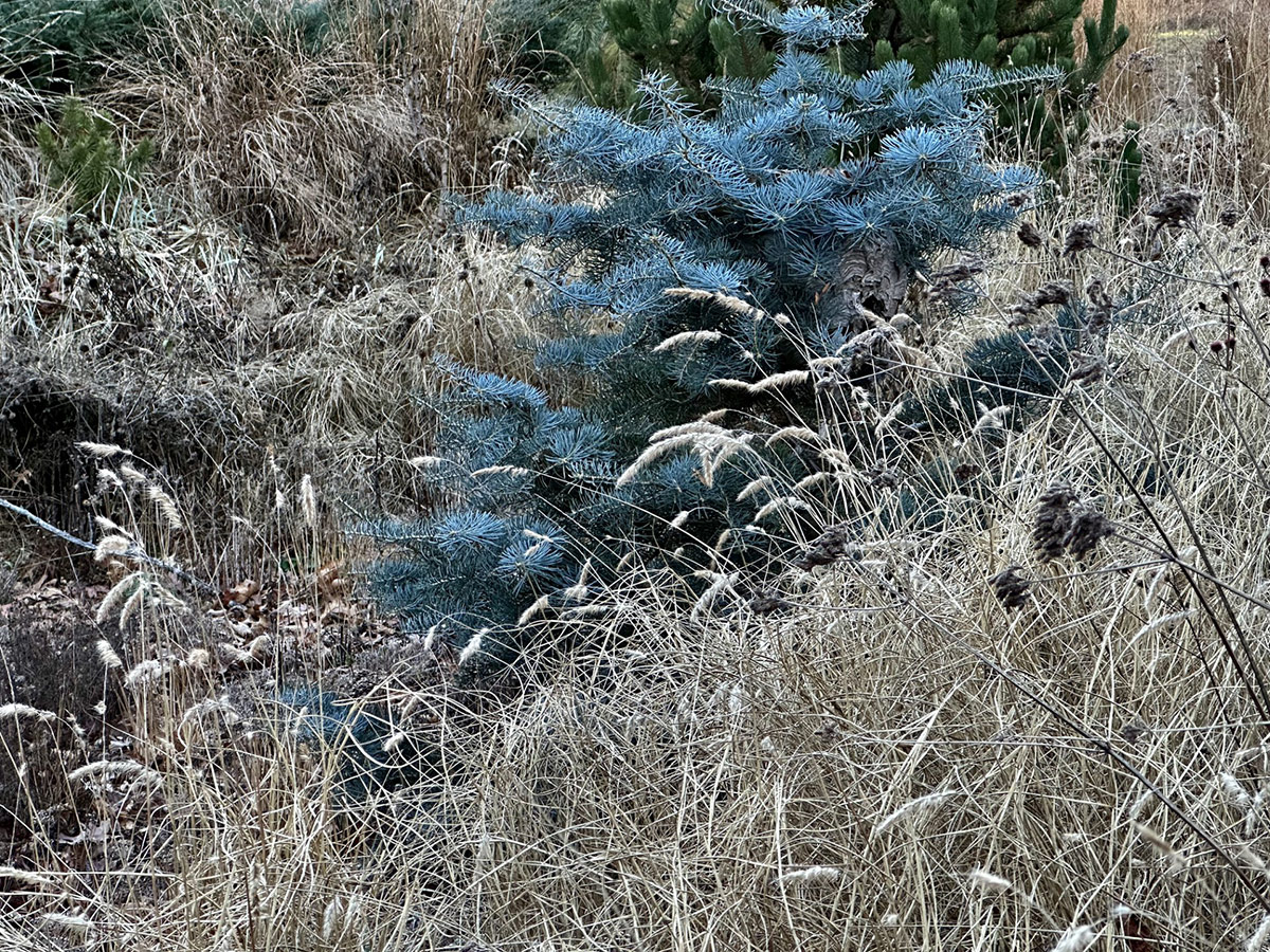 blue conifer with fountain grass in winter