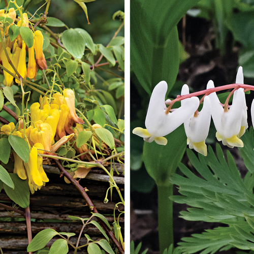 Oddball Cousins of Bleeding Hearts