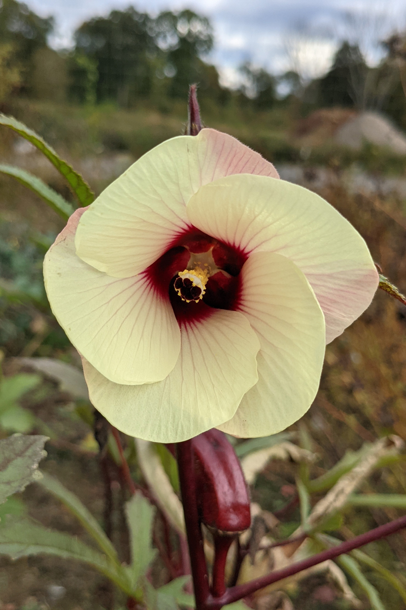 ‘Red Burgundy’ okra
