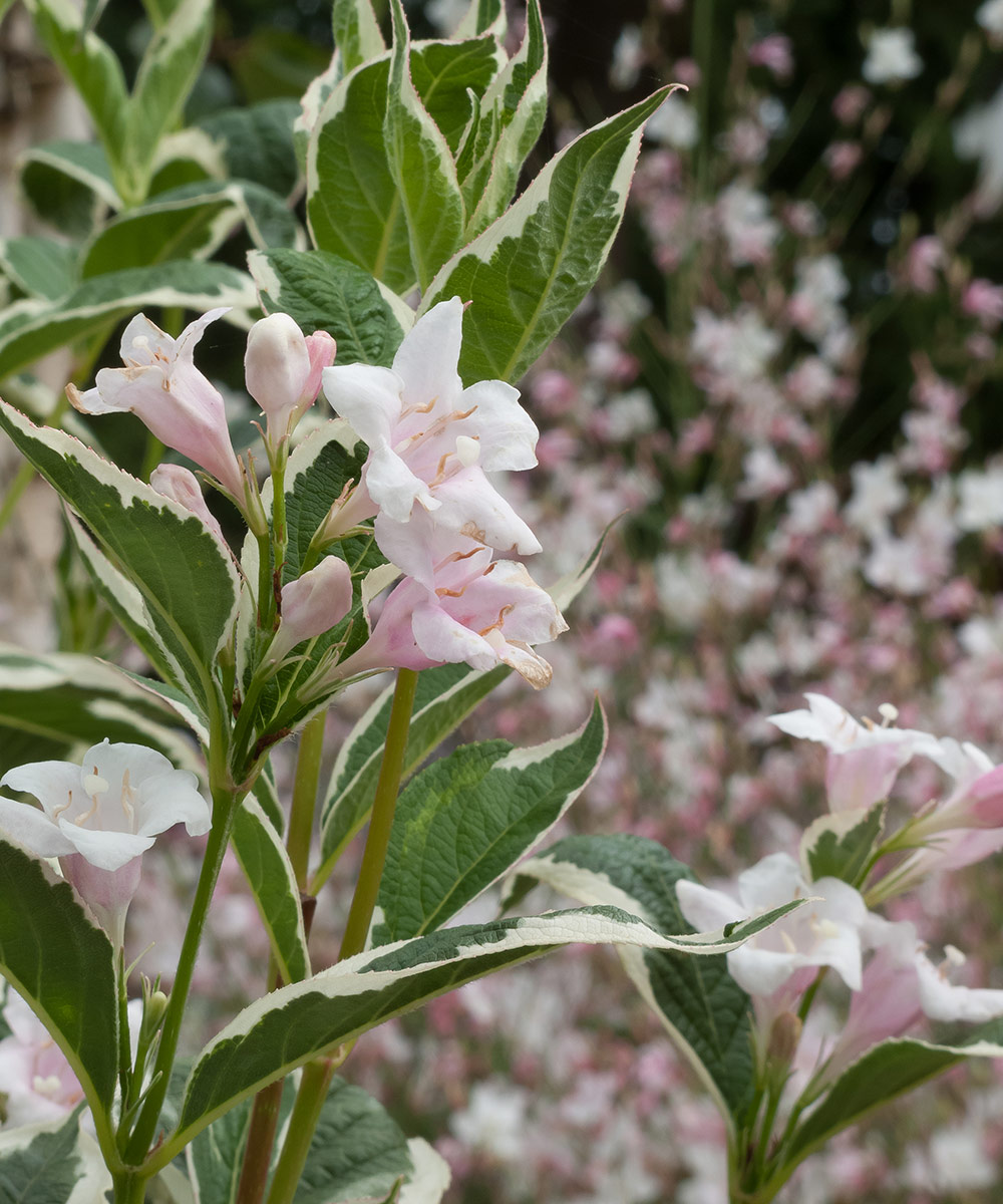 Magical Fantasy weigela